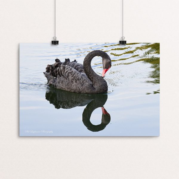 Australian Black Swan Reflection