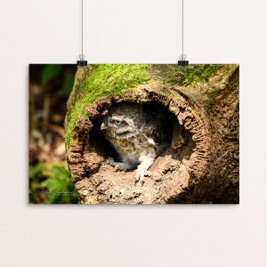 Juvenile Little Owl