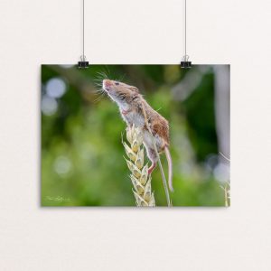 On the Lookout - Harvest Mouse