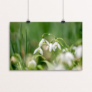 Snowdrops