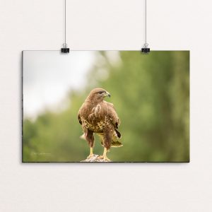 Common Buzzard