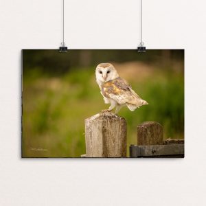 Juvenile Barn Owl