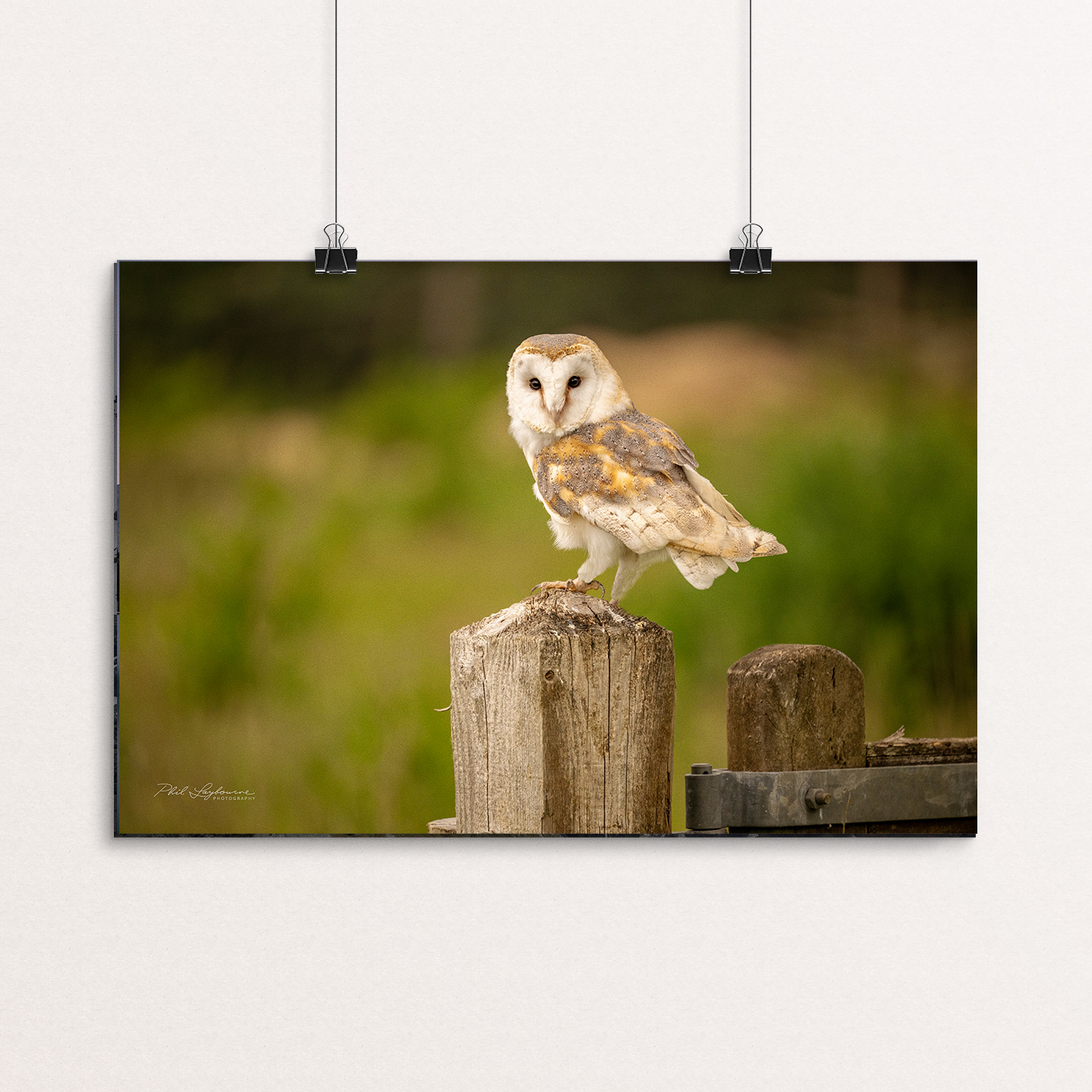 Juvenile Barn Owl